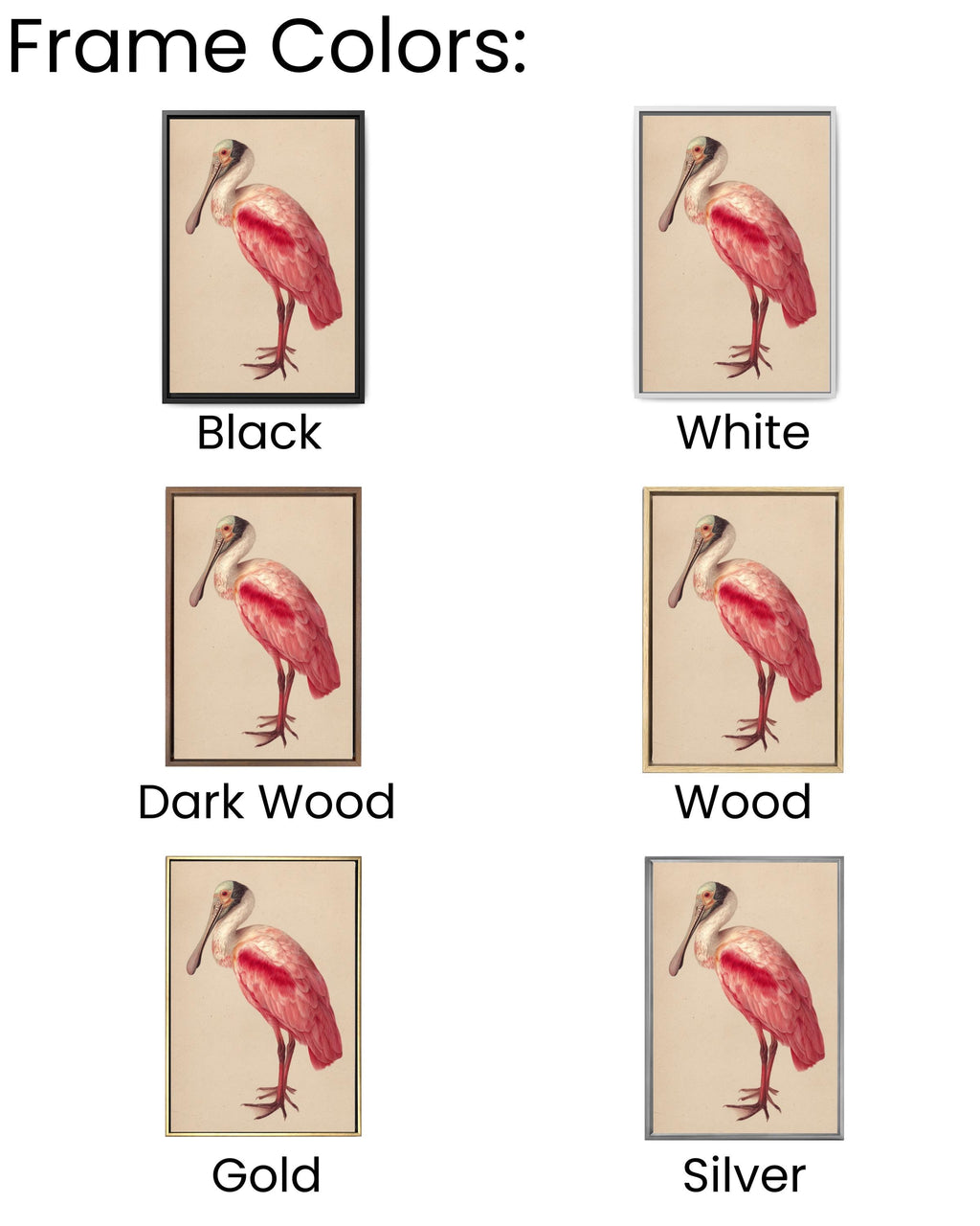Roseate Spoonbill Canvas Print, Audubon Style Bird Illustration