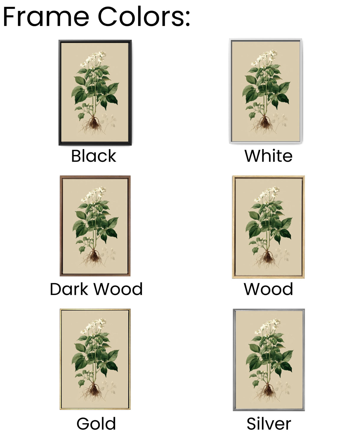 Vintage Botanical Print: White Flowers, Roots, Framed Canvas Art